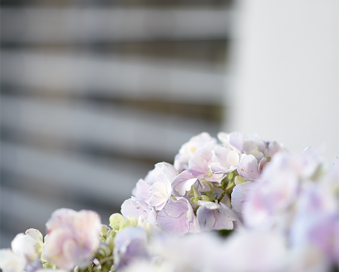 Blassrosa Blumen vor Jalousien.